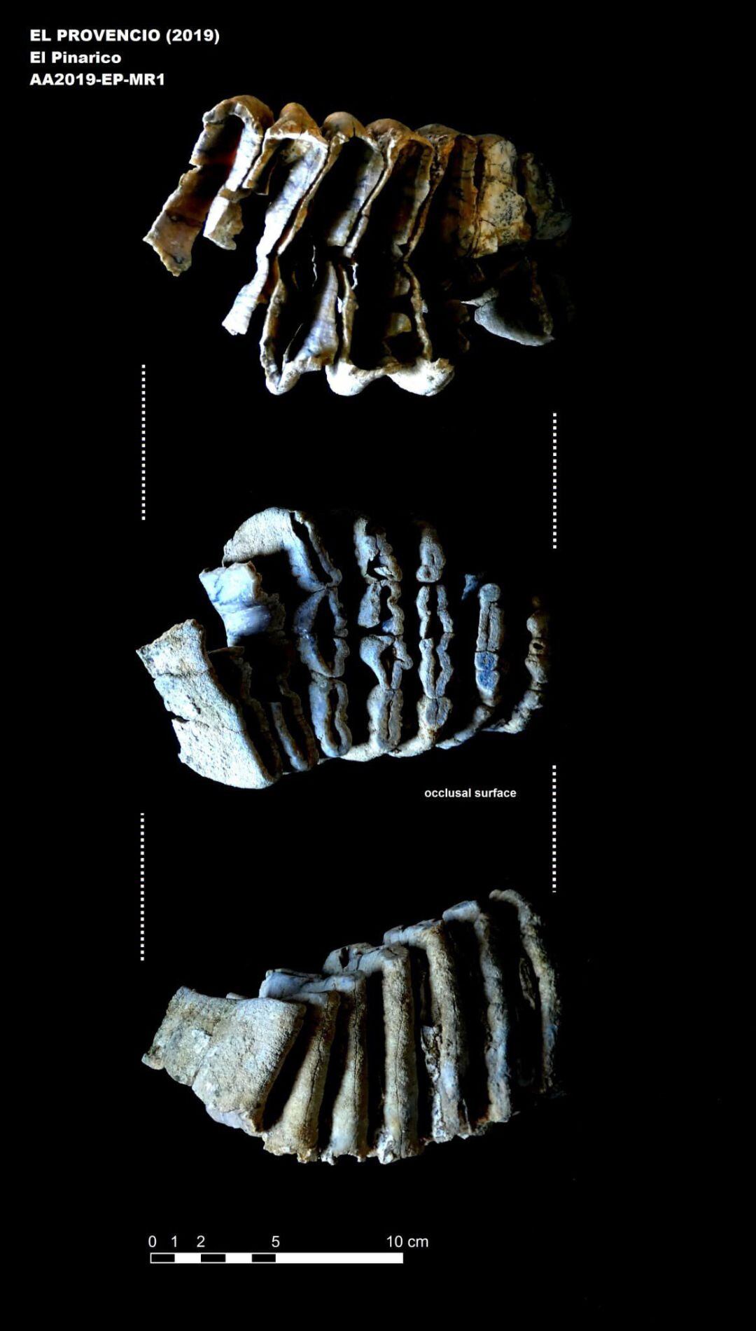 Los trabajos arqueológicos en El Provencio (Cuenca) sacan a la luz restos de mamut y caballo de unos 500.000 años