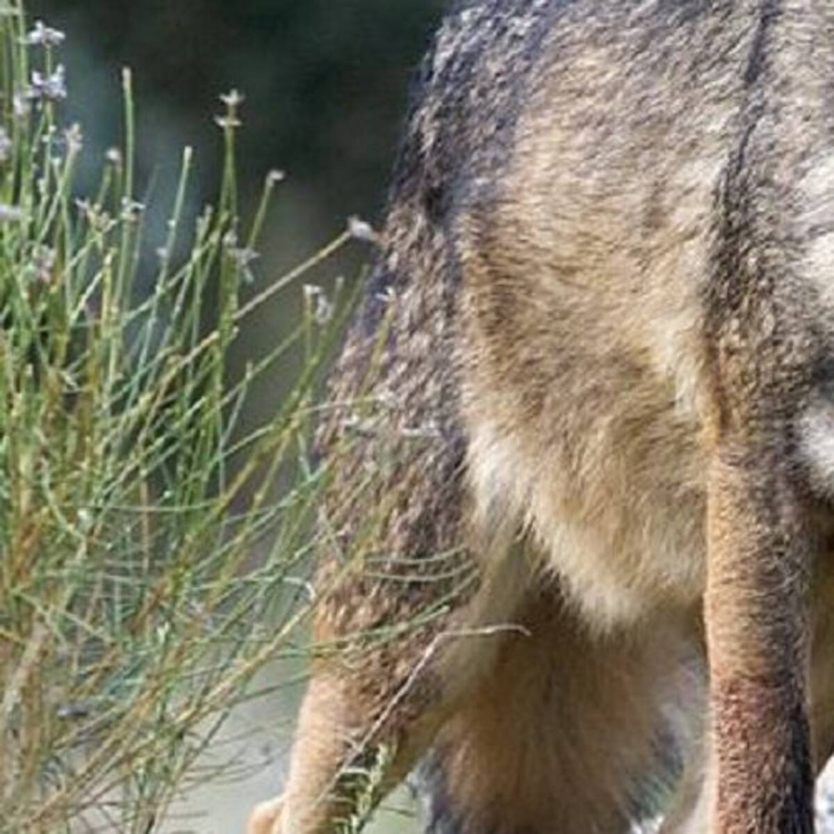 Nuevo ataque de lobo en la Sierra Norte madrileña