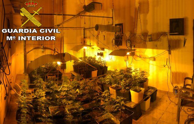 Plantas encontradas en la solana de la vivienda.