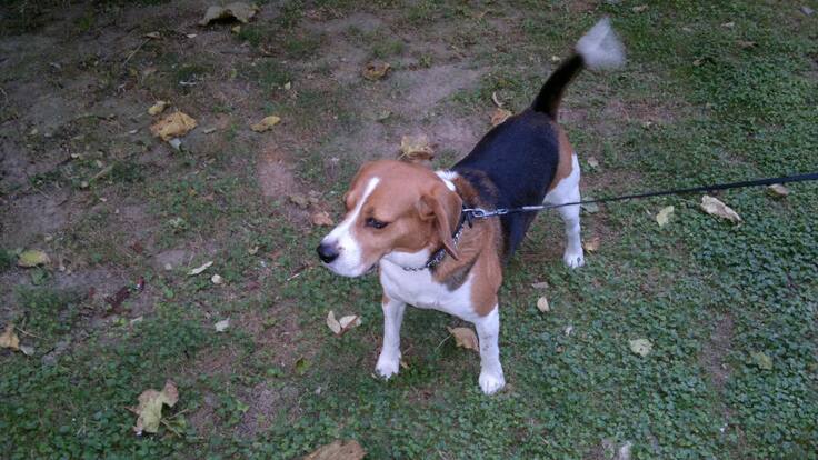 La Sociedad Protectora de Animales y Plantas paraliza adopciones