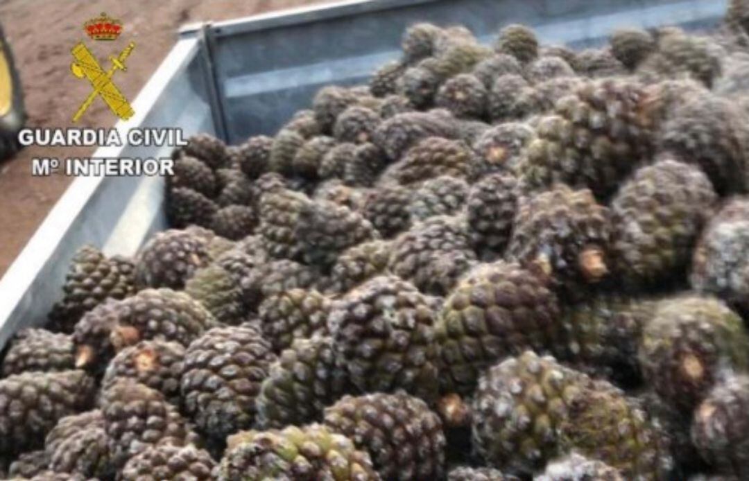 Piñas intervenidas en el operativo