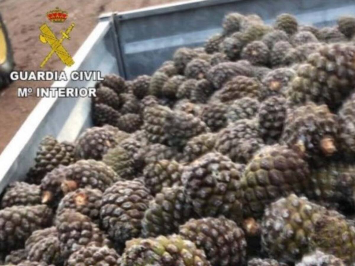 Desarticulados dos grupos organizados de robo de piñas con ocho detenidos y diez investigados