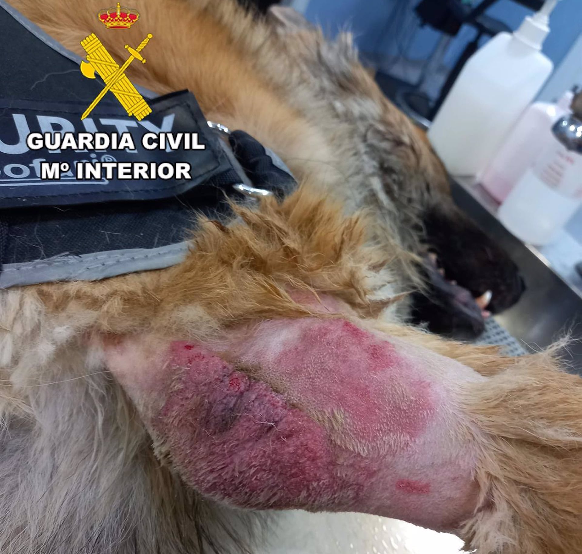 Imagen del perro con heridas por lo que está siendo investigado el dueño de una residencia canina &quot;irregular&quot; de Alcalá la Real por presunto maltrato animal