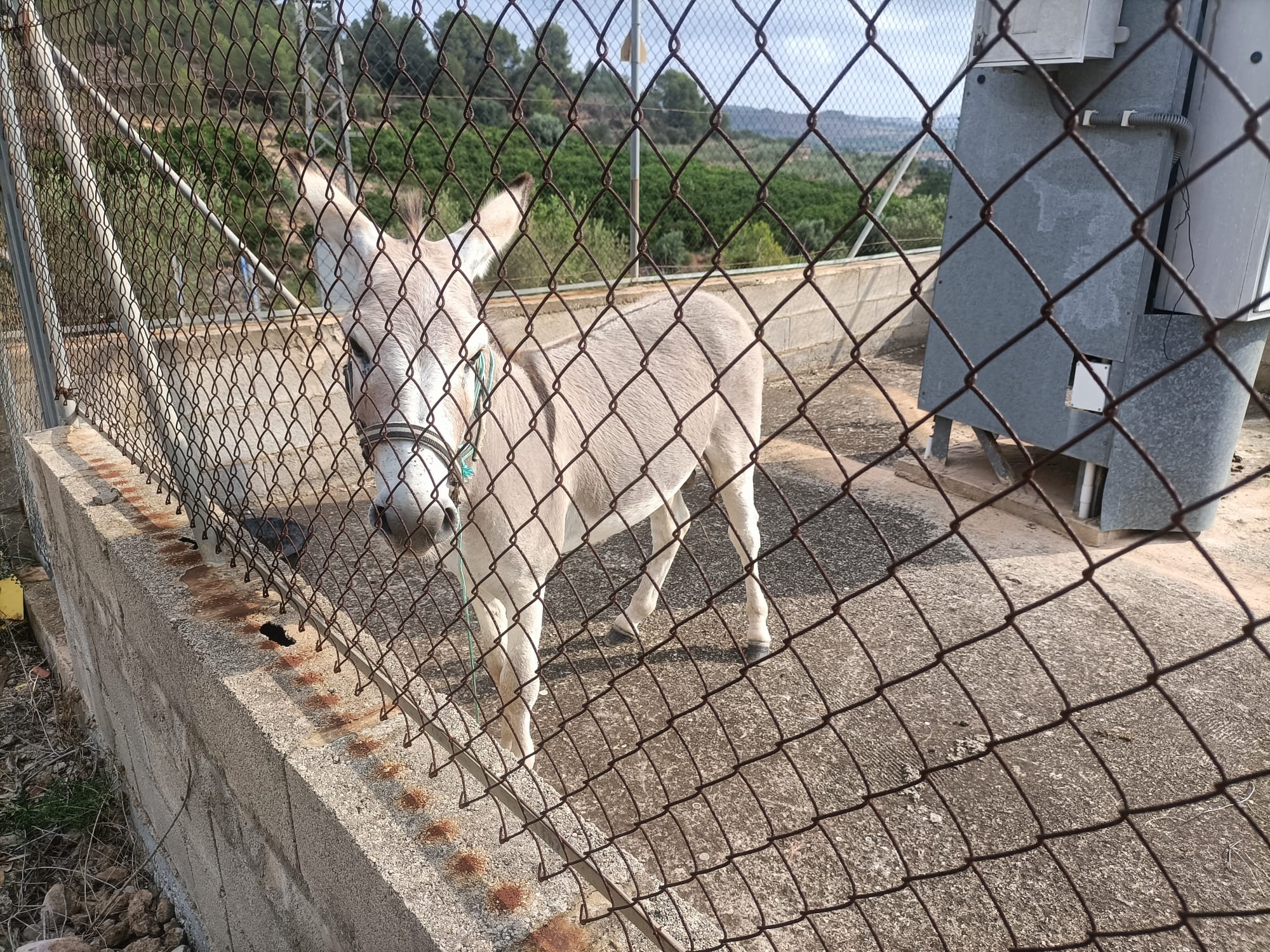 El burro abandonado en Xàtiva (Foto: Policía Local de Xàtiva)