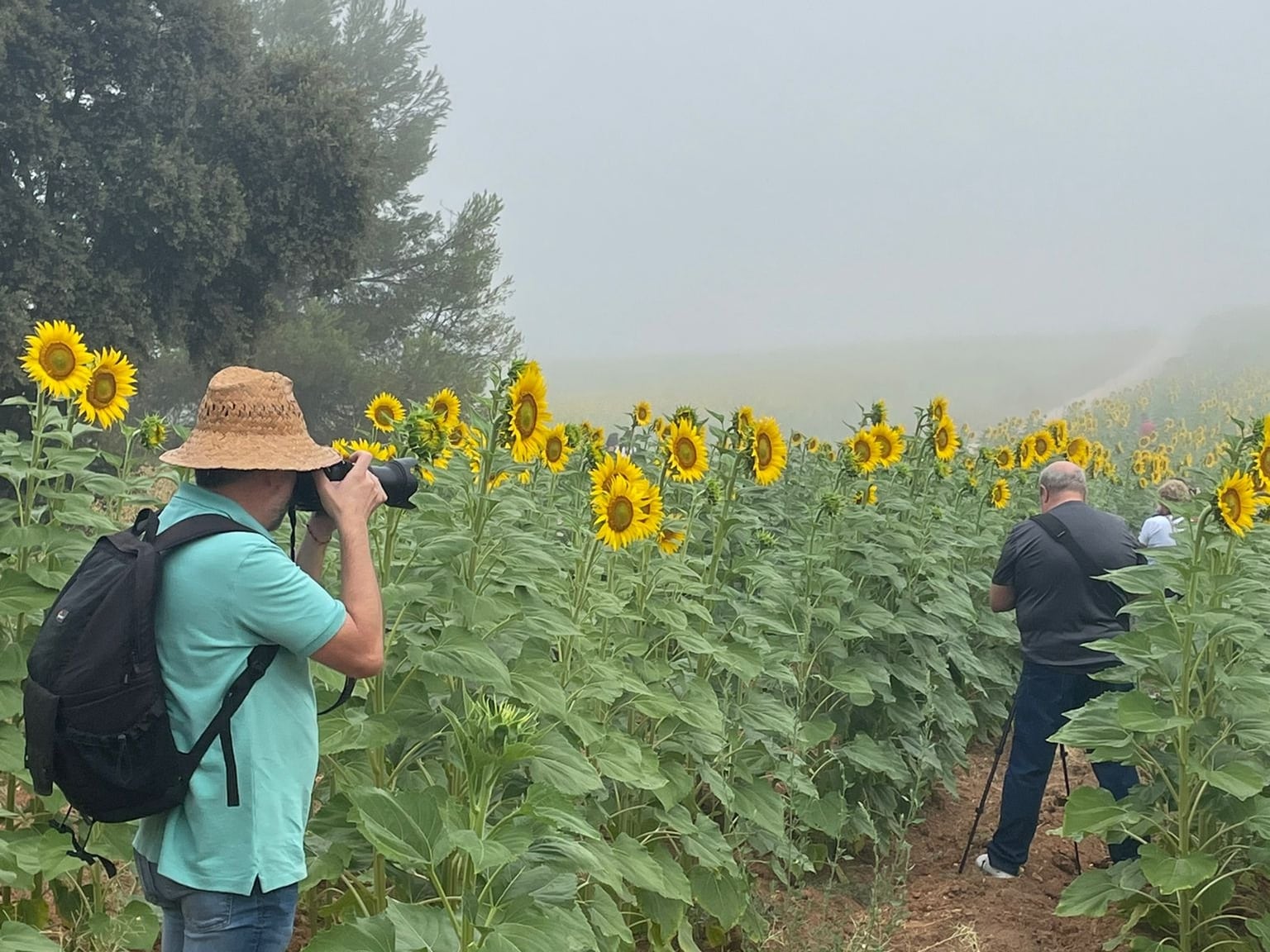 Aficionados a la fotografía capturan los campos de girasoles de Fontanars dels Alforins.