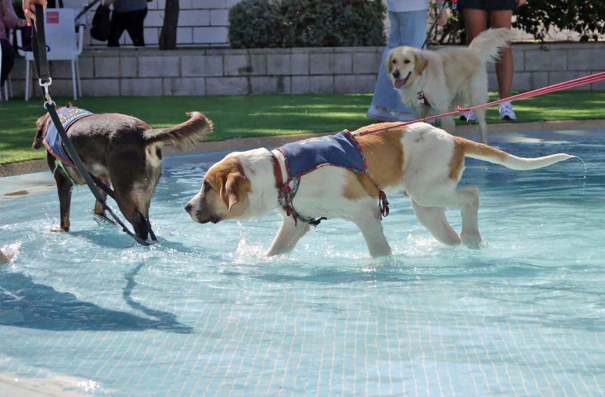 Las piscinas municipales de la calle Extremadura se abrirán al público animal el sábado 14 de septiembre con motivo del ‘VI Chapuzón perruno’