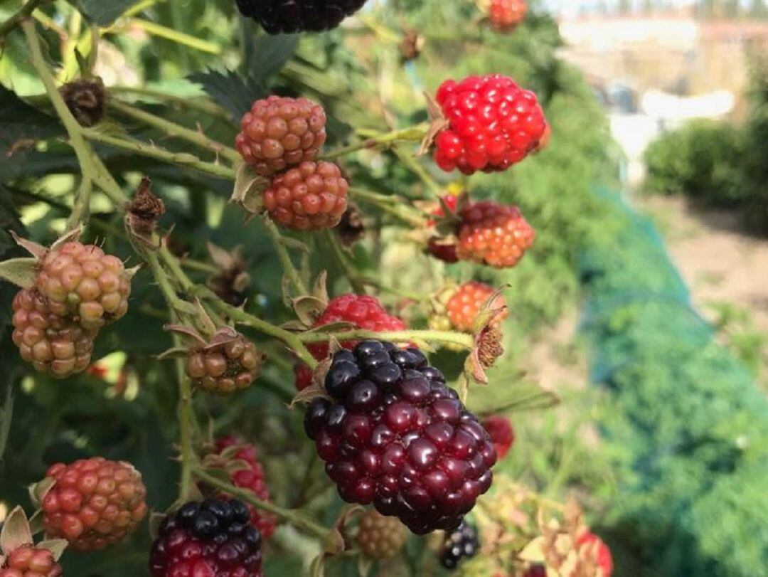Los Huertos Municipales de Medina del Campo ya están abiertos para sus cuidadores