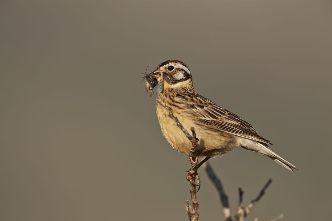 Calcarius pictus fotografiado en el norte de Alaska.