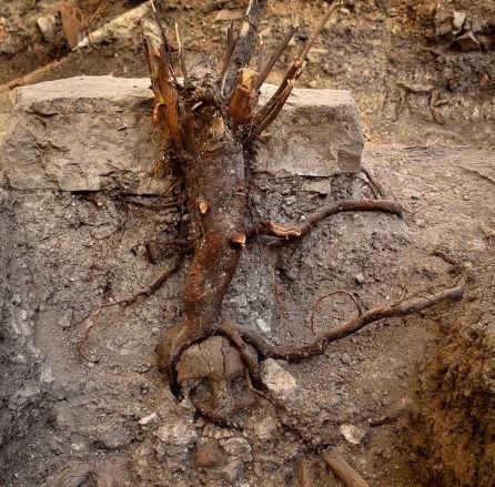 Cadáver de la mujer encontrado en el cementerio tardo-romano con el árbol que le ha surgido en la cabeza.