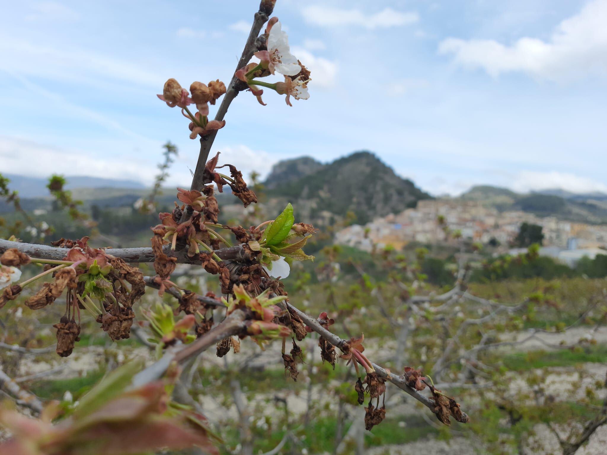 Un cerezo afectado en Planes.