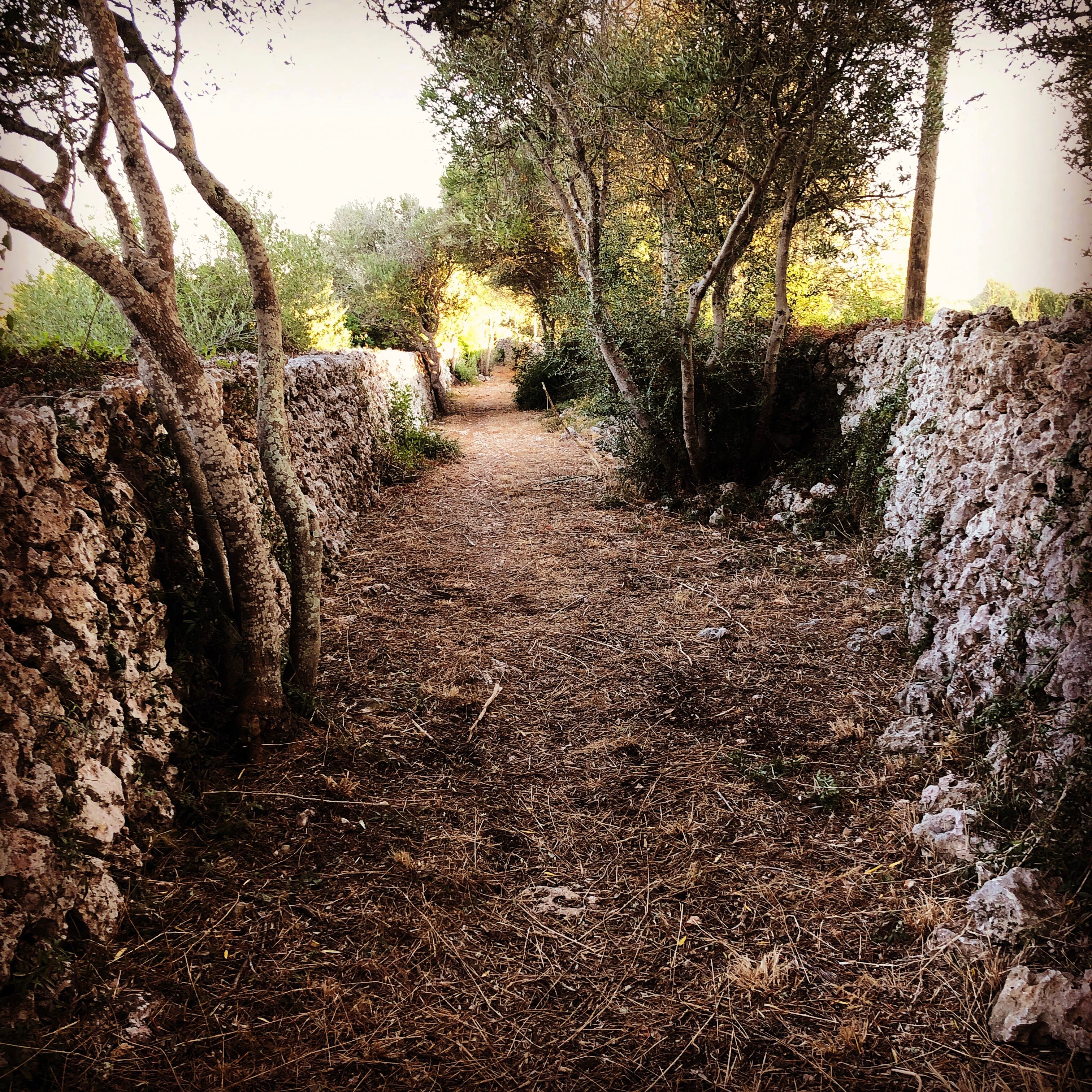 Es formaran professionals per a la seva construcció.