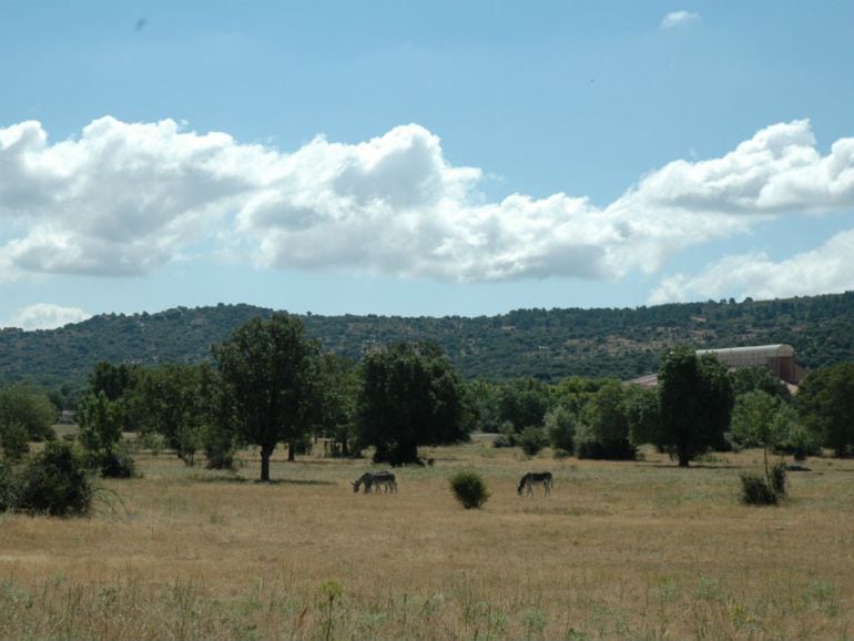 (Imagen de archivo) Dehesa Vieja de Moralzarzal