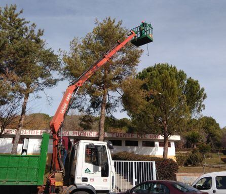 Trabajos de control de la procesionaria en la ciudad.