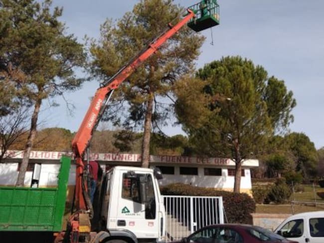 Trabajos de control de la procesionaria en la ciudad.