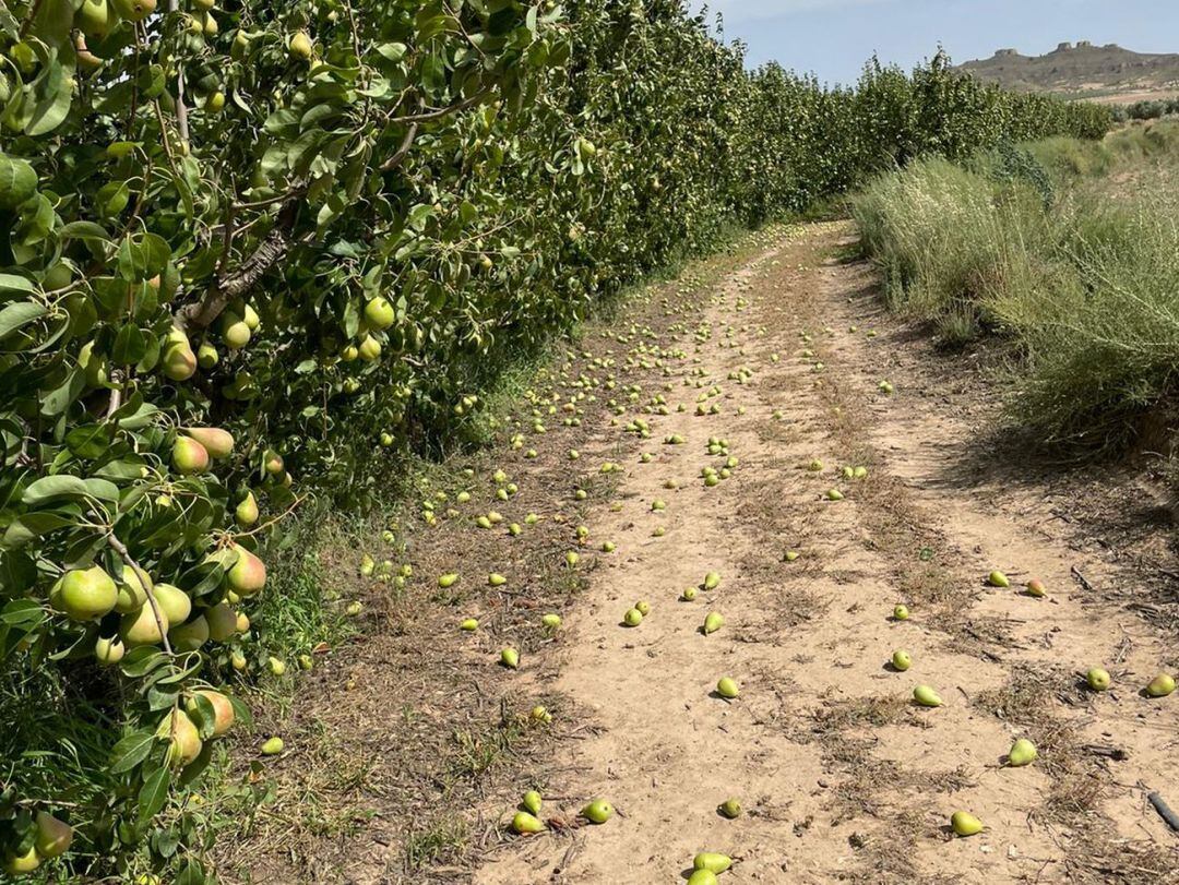 Una finca de pera Ercolini en Jumilla