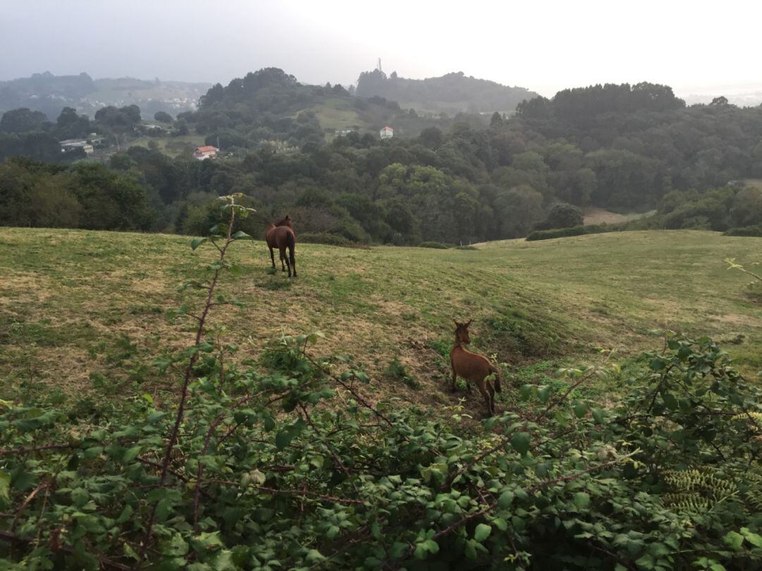 Paisaje de la zona oriental de Cantabria. 