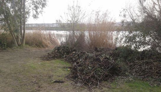 Camalote sec´ñandose en la orilla del río