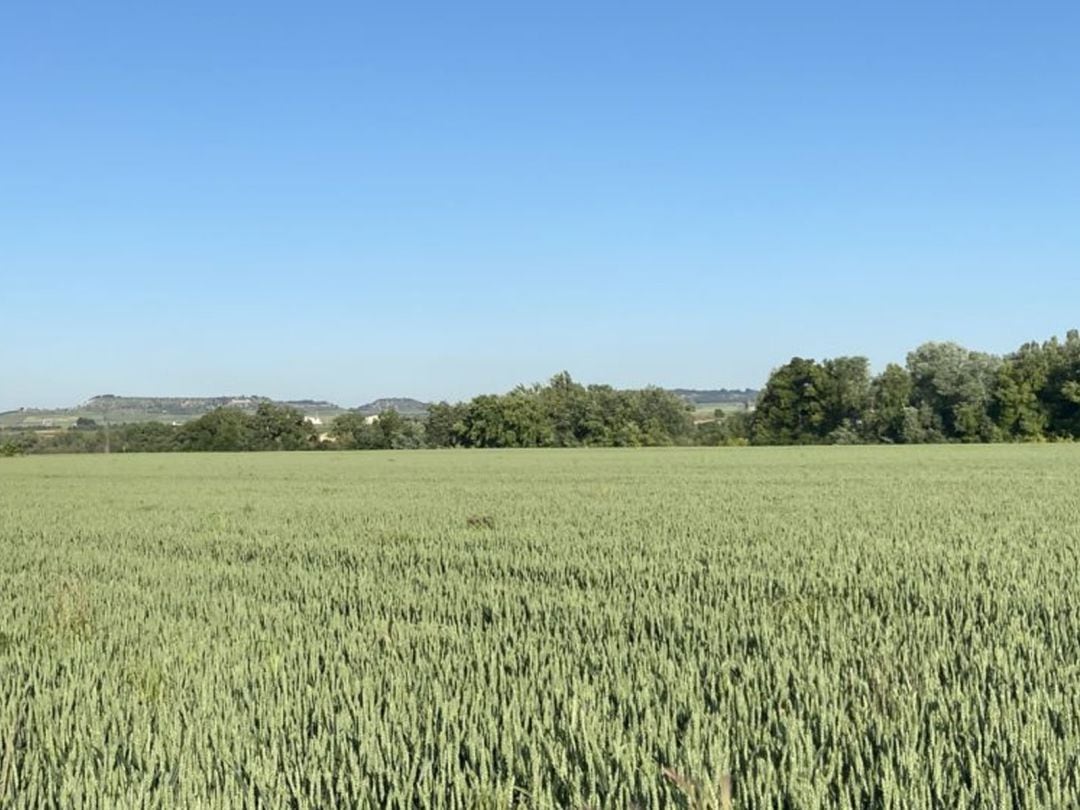 Previsión inmejorable para la cosecha de cereal