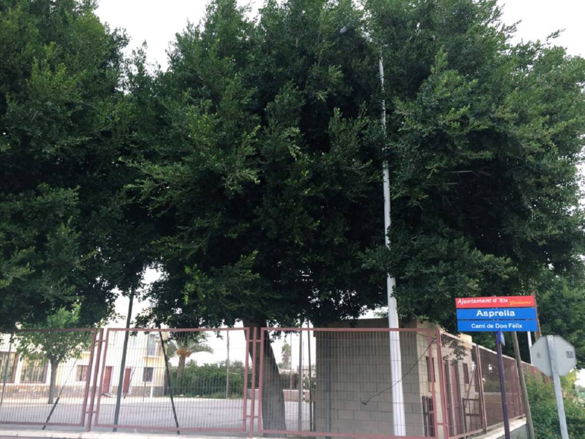 Ilicitanos por Elche exige podar los árboles de centro cívico de Asprillas