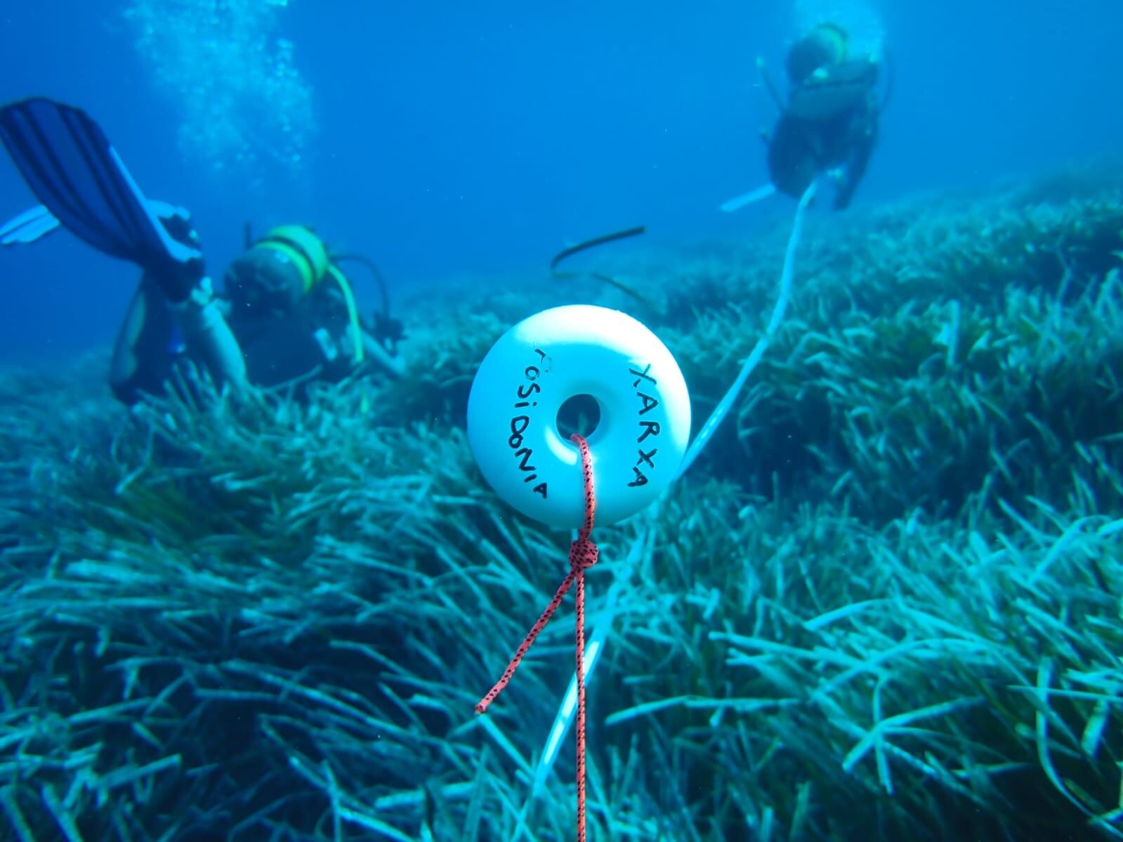 Imagen durante una de las inmersiones