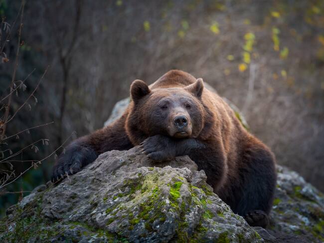 Uno de los osos pardos de El Hosquillo.