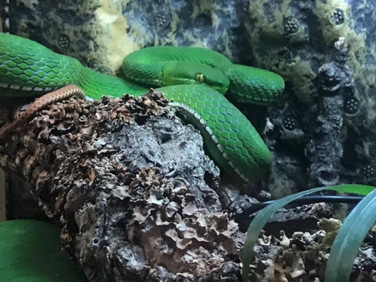 ¿Cómo convivir con 25 serpientes en una misma casa?