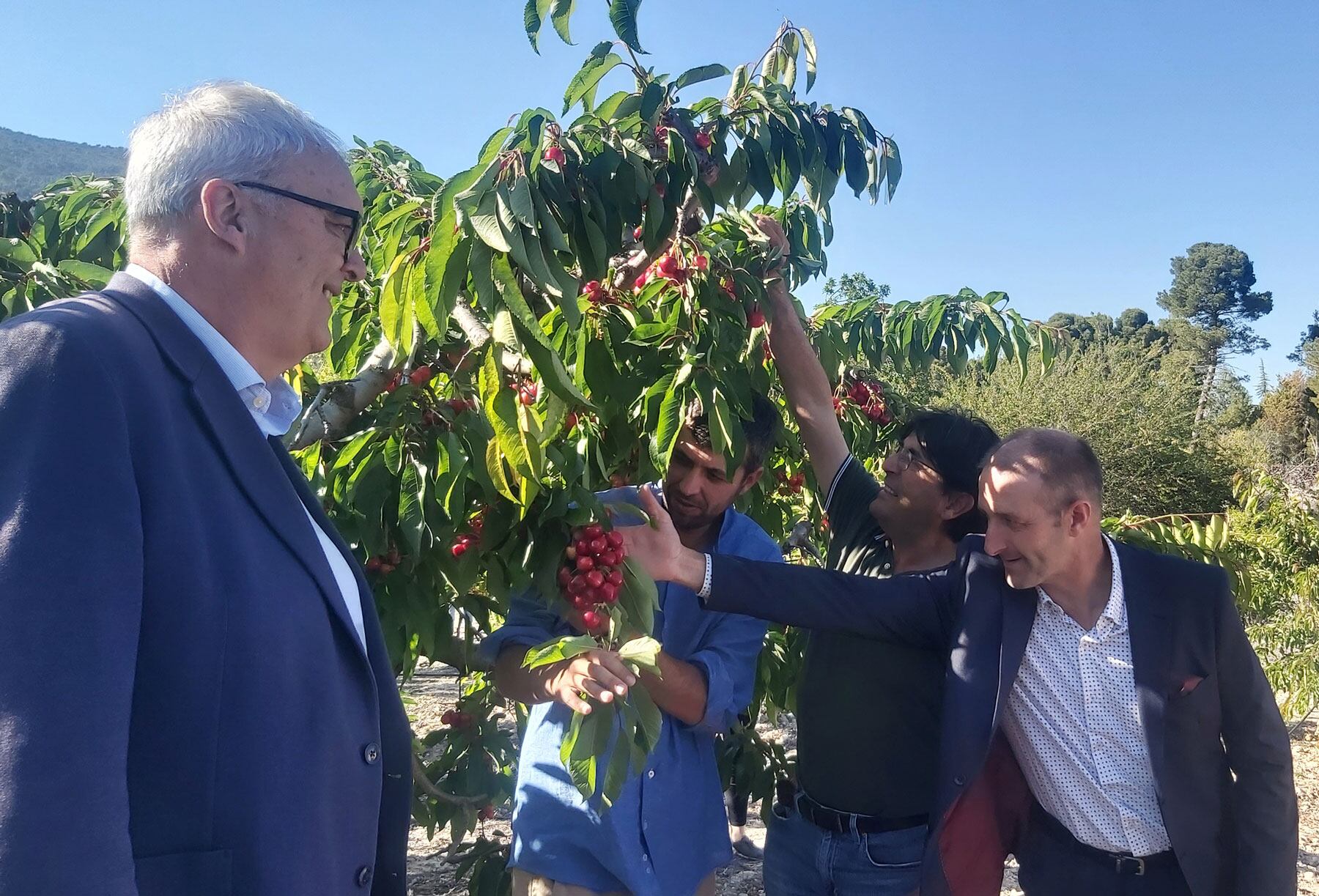 Instante del corte de esa primera cereza de la montaña alicantina