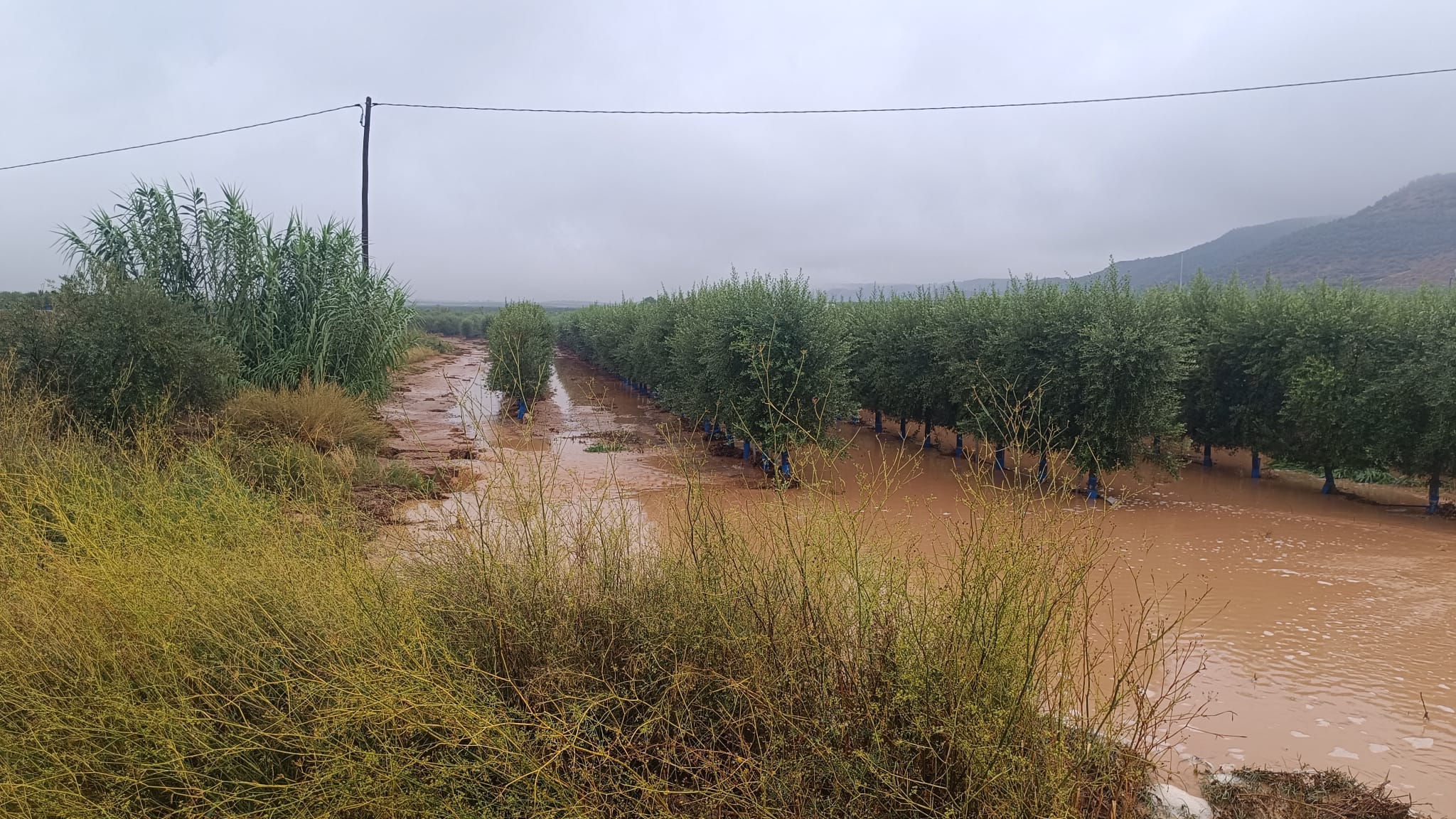 Un dels molts camps d&#039;oliveres de Casteldans, totalment anegat. Foto cedida per Conrad Llovera.