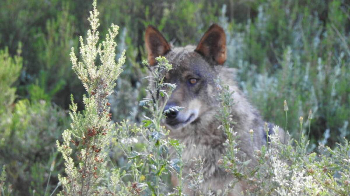 Nuestra naturaleza: Especies en peligro de extinción ¿les decimos adiós?