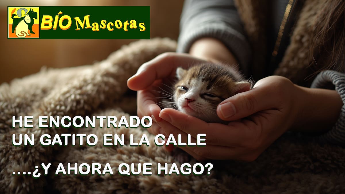 29 octubre - Biomascotas