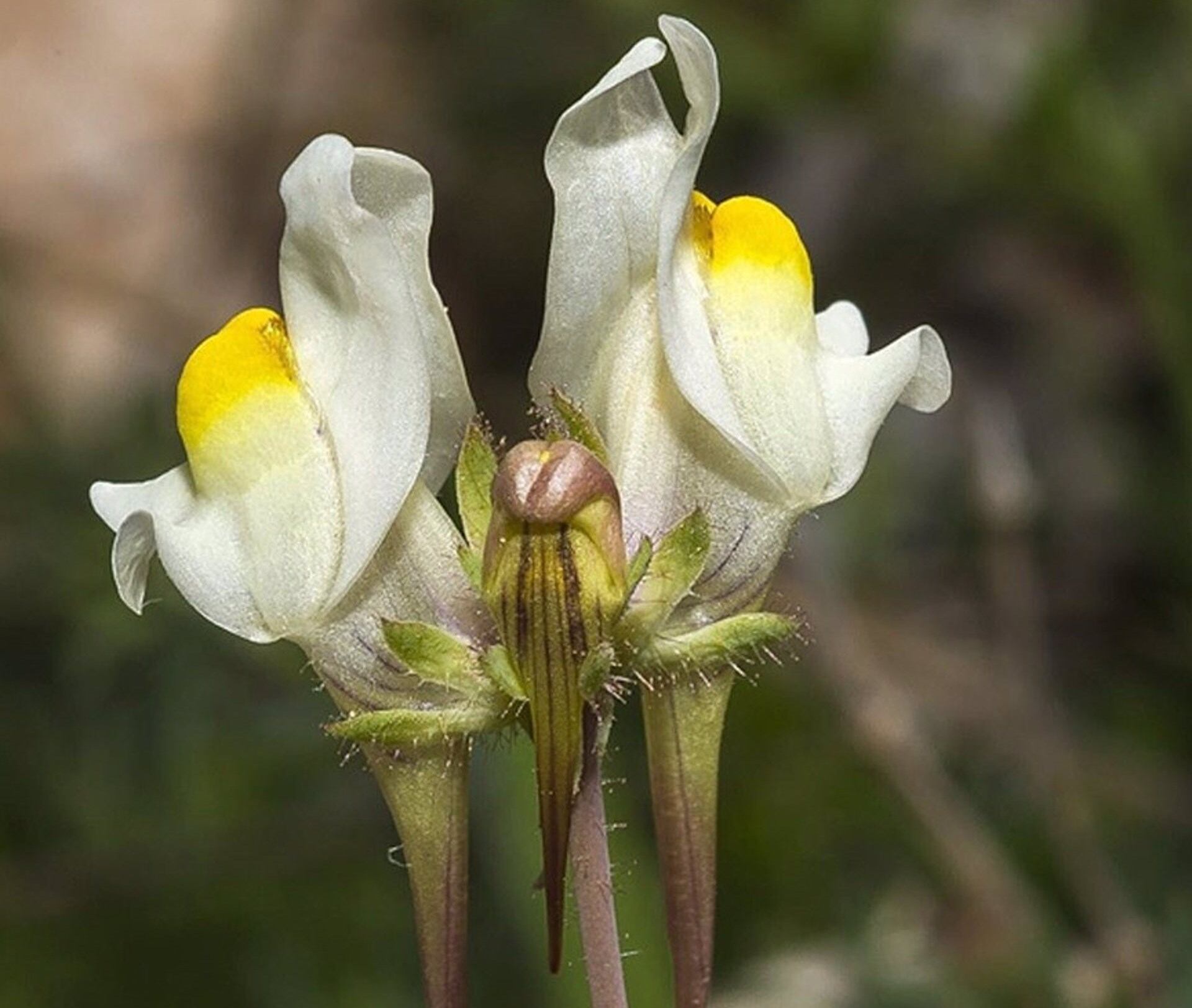 Linaria subbaetica