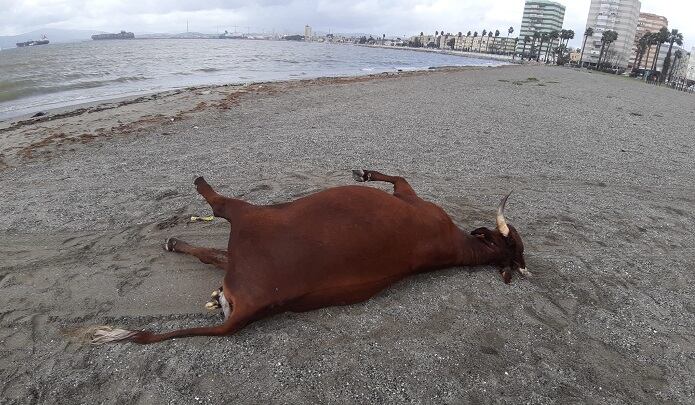 Aparición del animal en Poniente