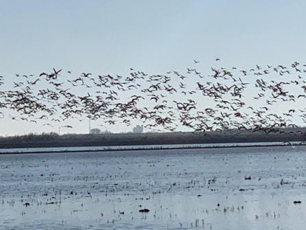 Flamencos volando en Isla Mayor