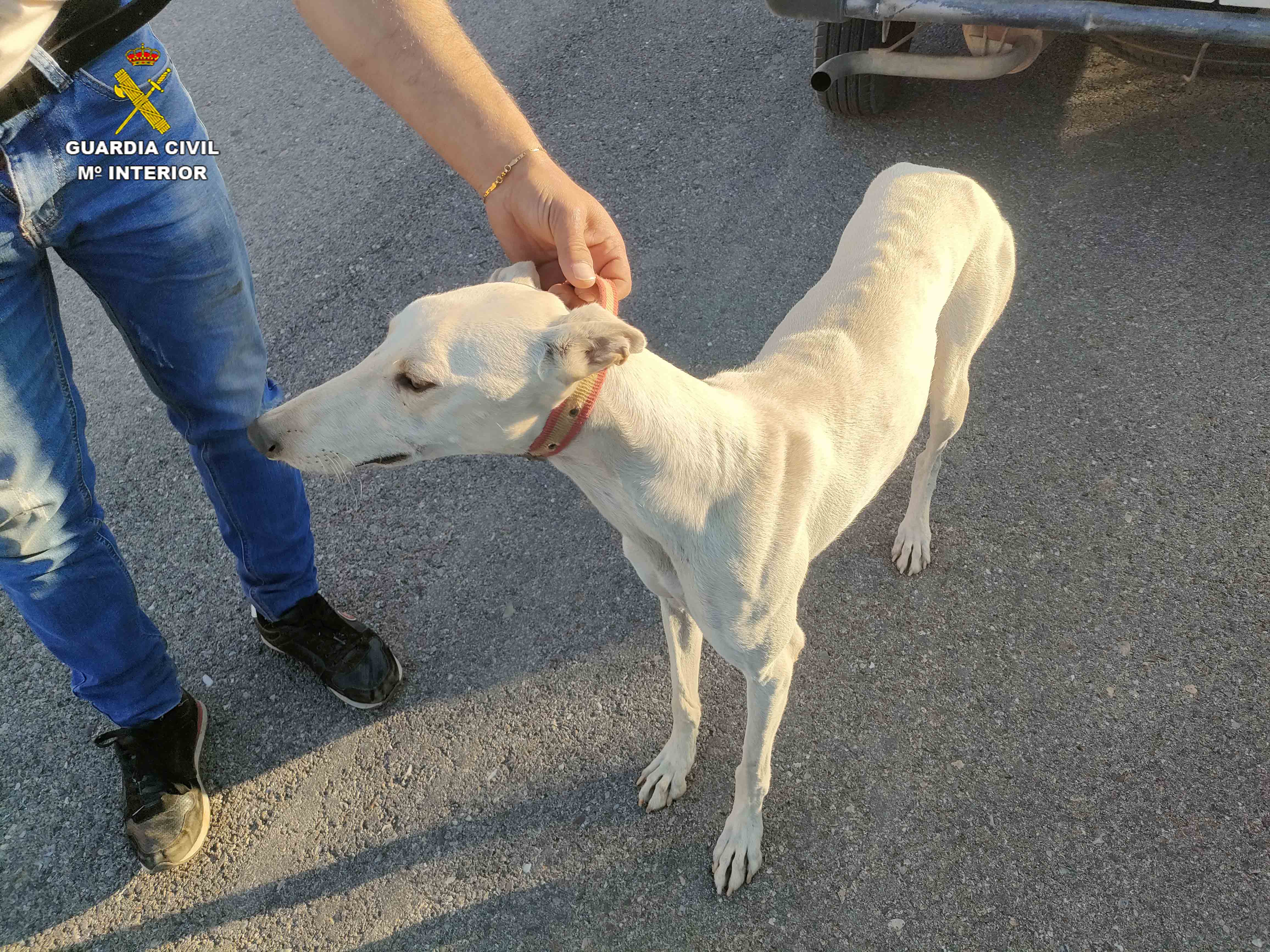 Uno de los galgos utilizados por los cazadores furtivos