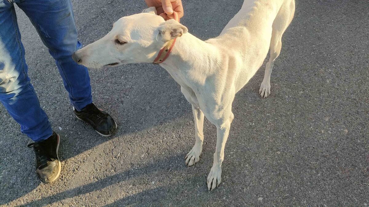 Siete perros incautados y siete investigados por episodios de caza furtiva en Paracuellos y Algete