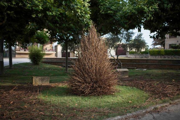 Conductos a la vid, de Demetrio Navaridas.