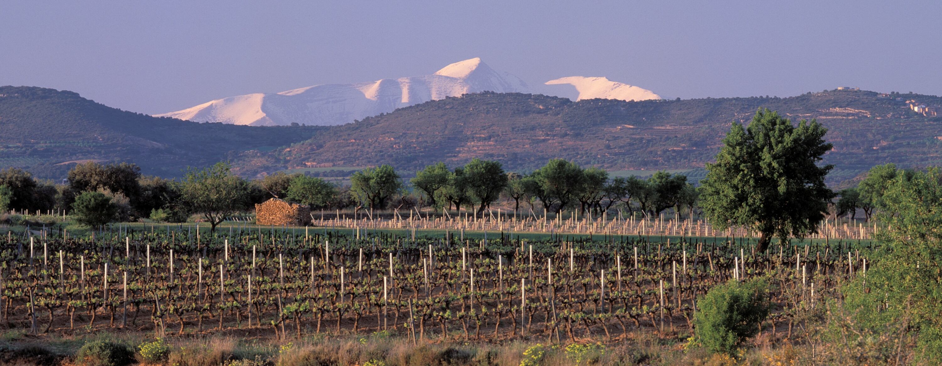 Imagen de archivo de un viñedo de Viñas del Vero