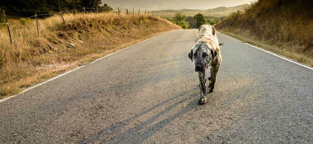 Todas las protectoras acogen más animales en verano que en otras épocas del año