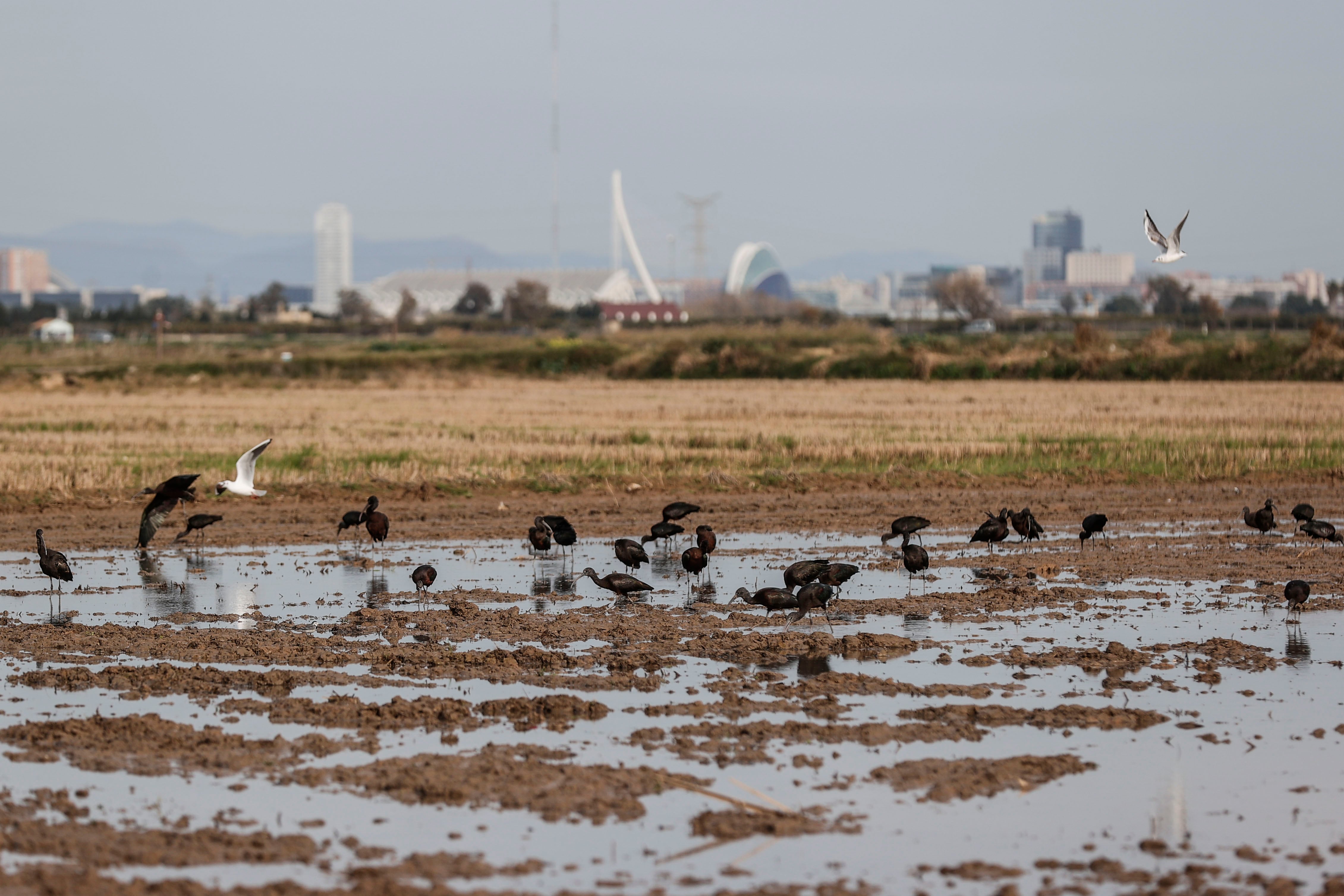 Situación del Parque Natural de la Albufera tras la DANA del pasado 29 de octubre