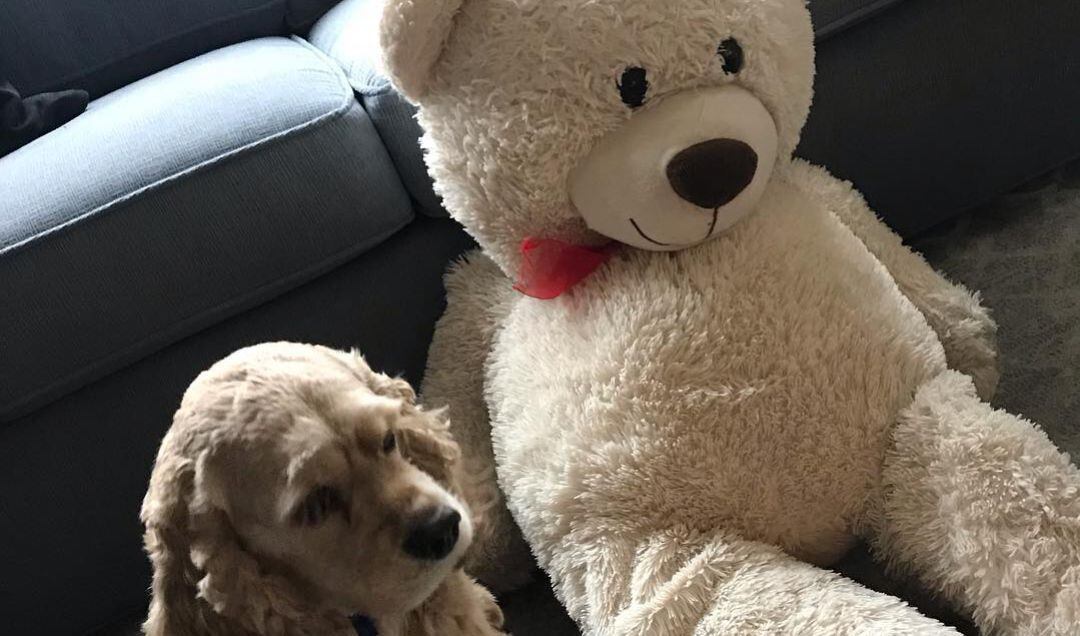 El perro y su mejor amigo triunfa en las redes sociales.