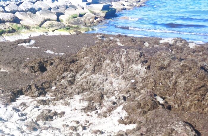 Algas recogidas en las playas