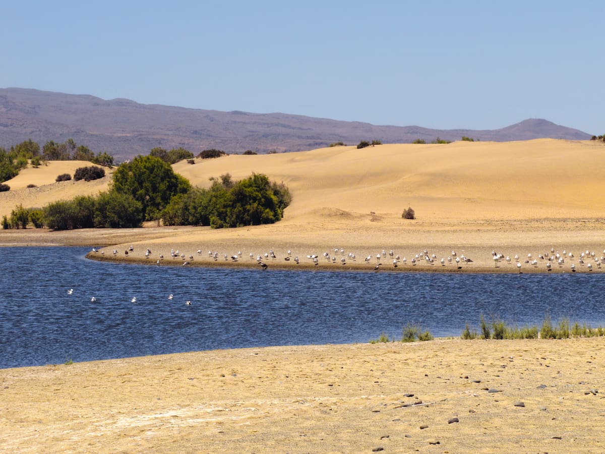 La charca de Maspalomas sufre un "reseteo" con el paso de la borrasca Therese