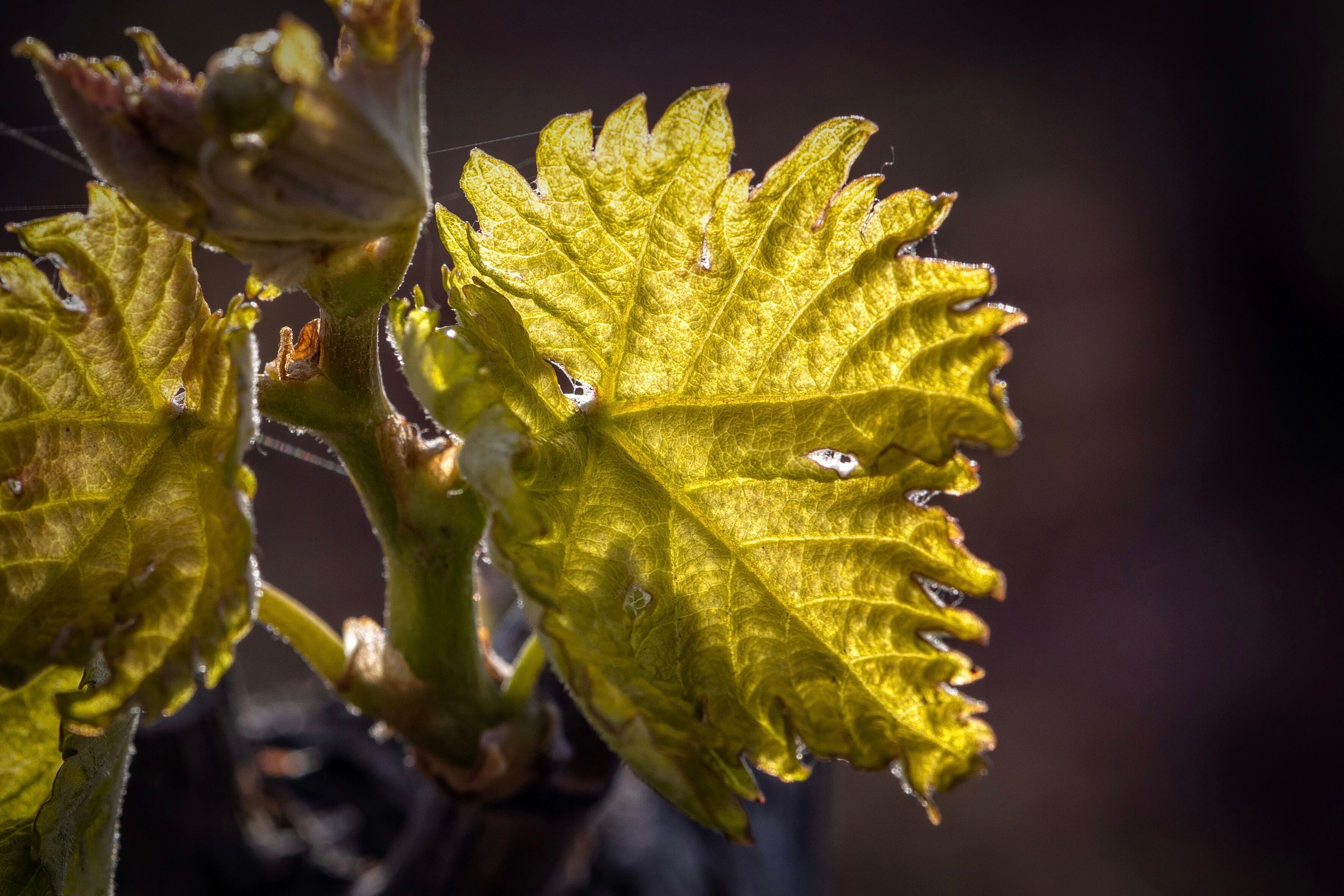 NÁJERA (La Rioja), 17/04/2025.- Los meses de abril y mayo despiertan el cultivo de la viña, donde empiezan a emerger brotes y tallos que vestirán las cepas. Esta etapa es bastante delicada desde el punto de vista climatológico, ya que las heladas tardías pueden hacer perder parte de la futura cosecha.- EFE/Raquel Manzanares