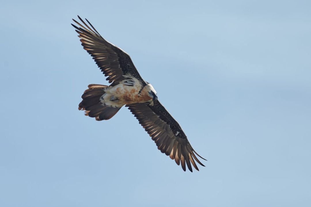 El quebrantahuesos vuela los cielos de Andalucía gracias al proyecto de reintroducción 