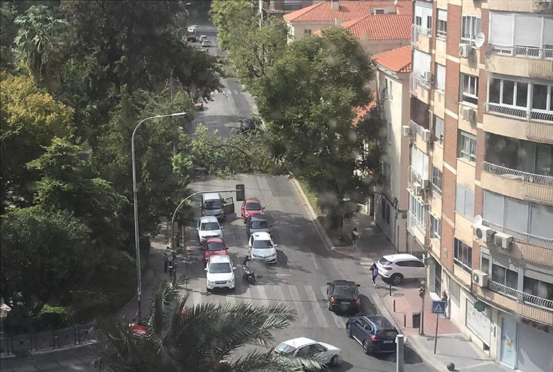 La calle Baeza, en la capital jiennense, quedó colapsada por la caída de un arbol en plena vía