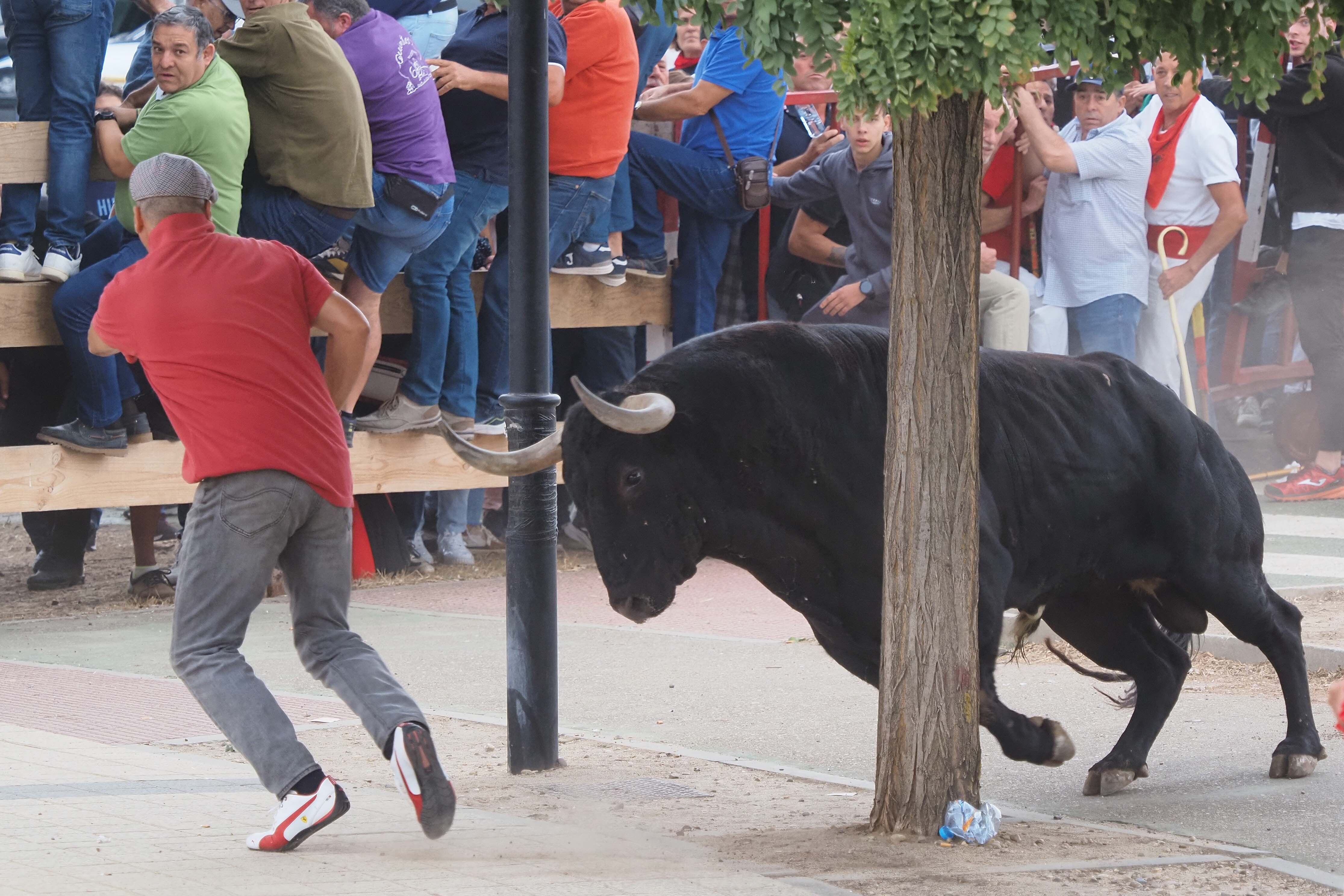 El toro &quot;Manjar&quot; persigue a un participante durante la celebración de la festividad del Toro de la Vega en Tordesillas, este martes. EFE/ R. García