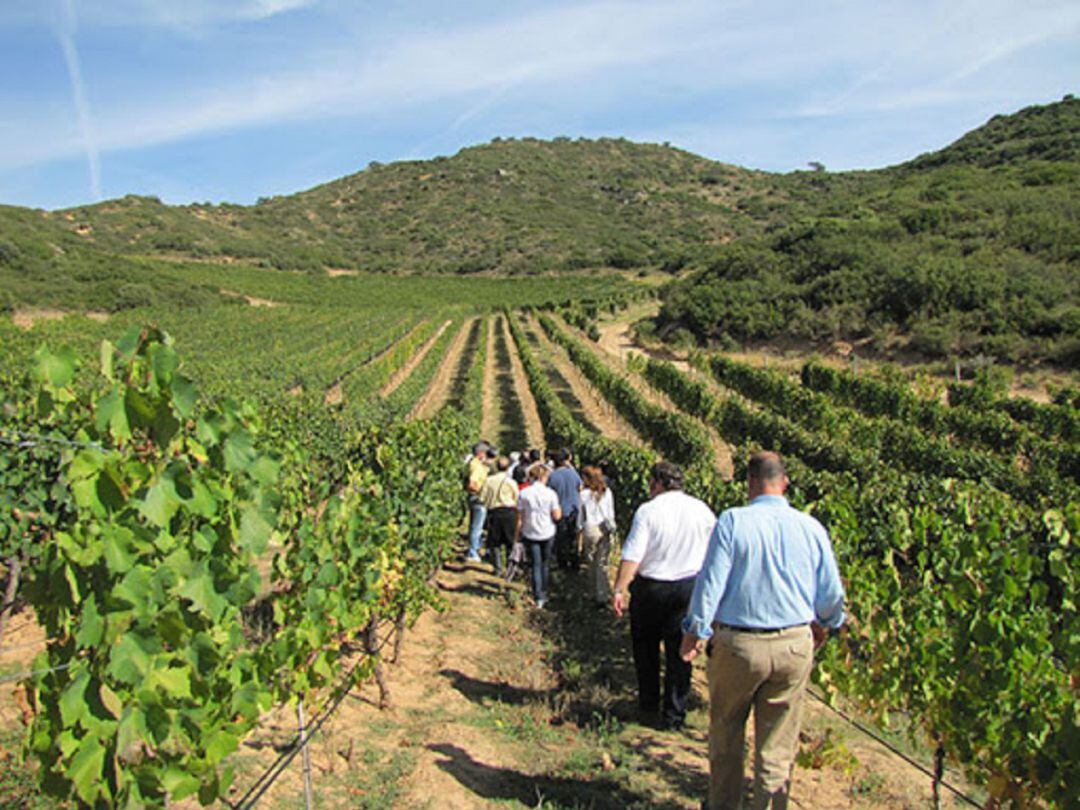 Visitas enoturísticas en la Ribera del Duero