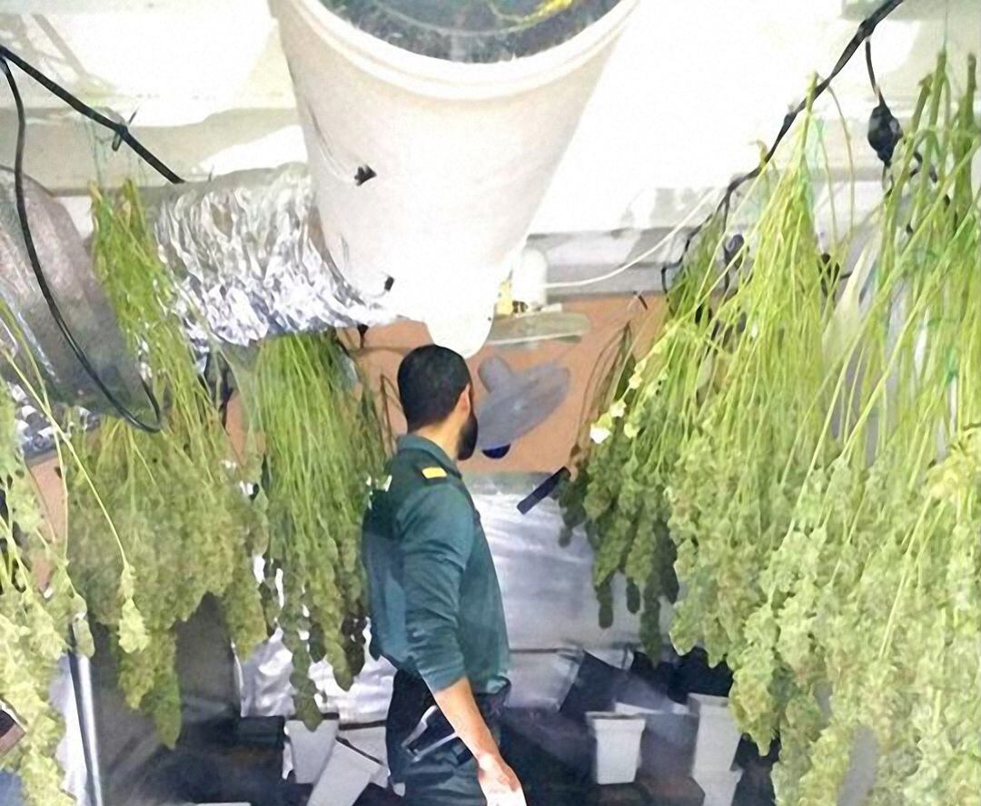 Plantas de cannabis encontradas.