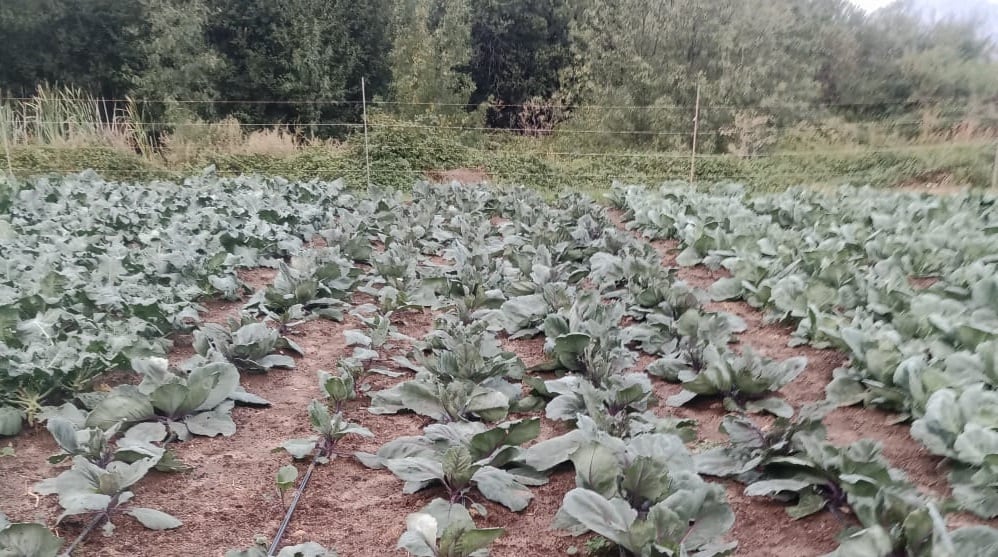 Imagen de la huerta de Bustarviejo antes de ser destrozados los cultivos por el granizo.