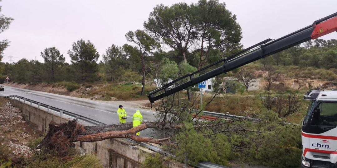 La carretera RM-427 (Jumilla-Pinoso) continúa cortada a la altura de Venta Viña por la caída de un árbol